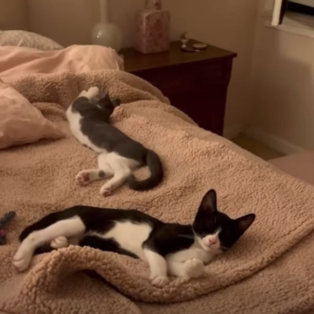 kittens lying peacefully on the bed