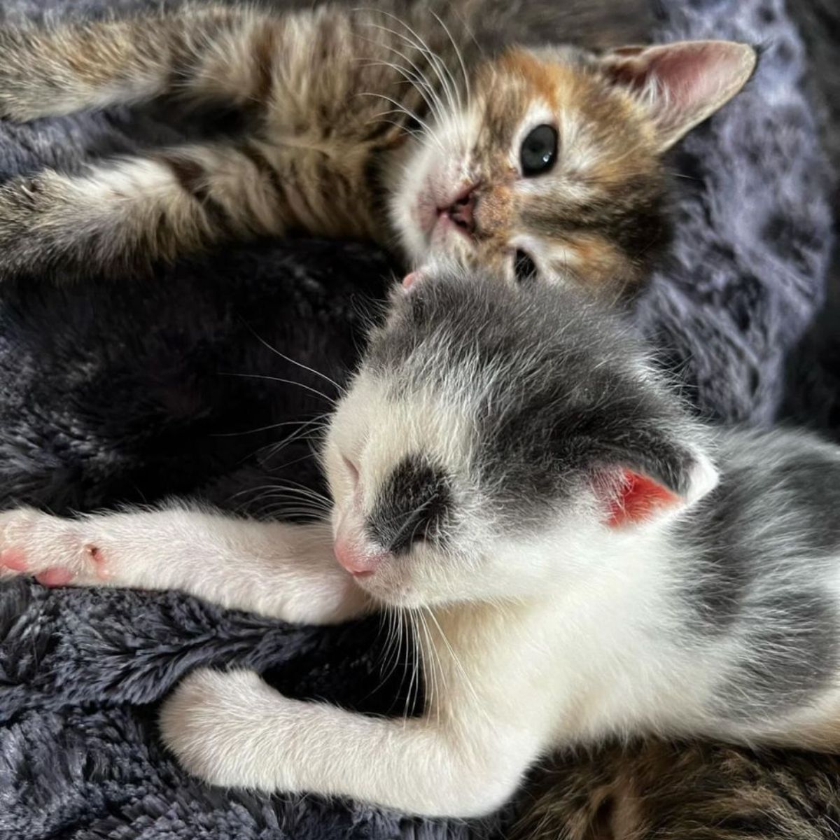 kittens lying together
