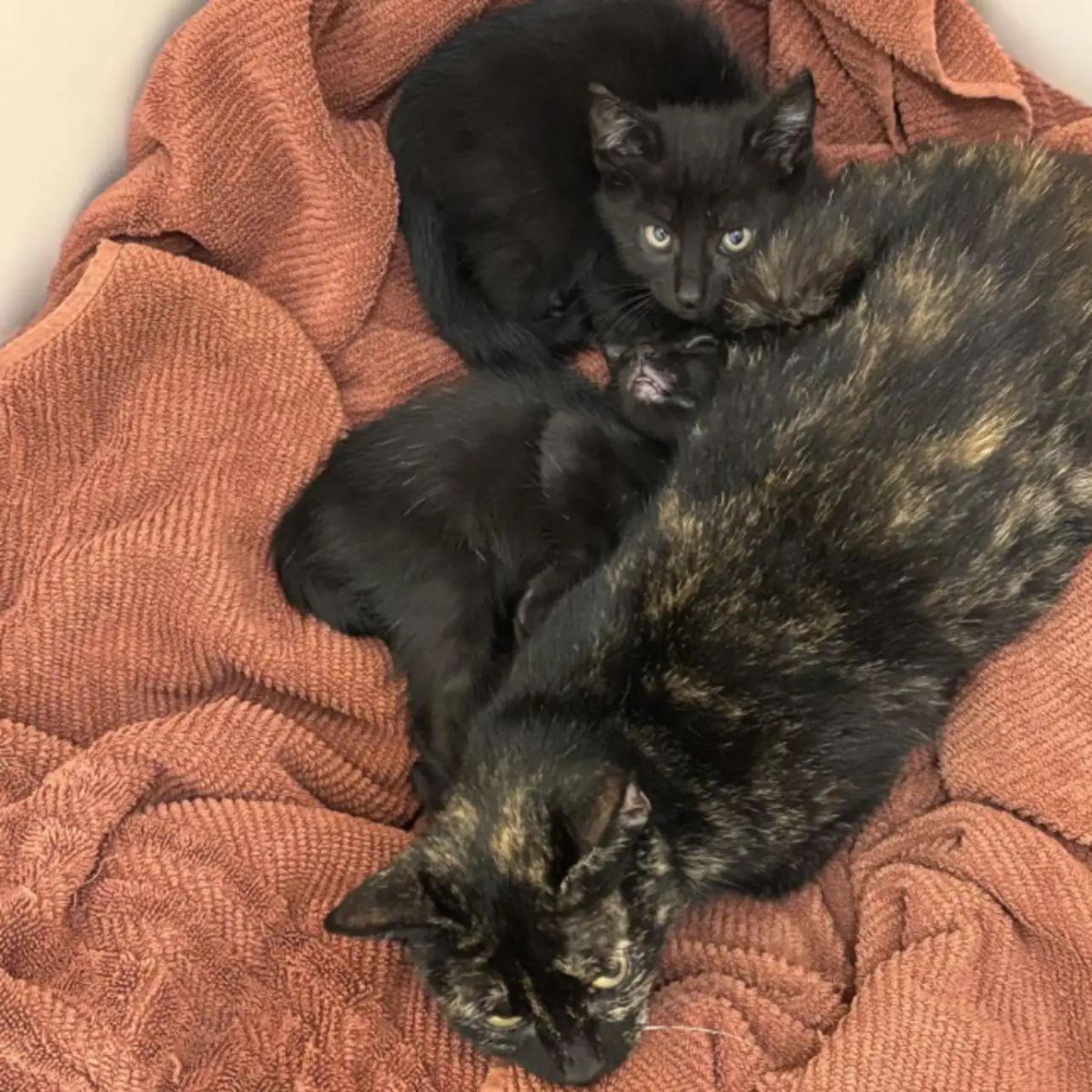 kittens sleeping next to mama cat