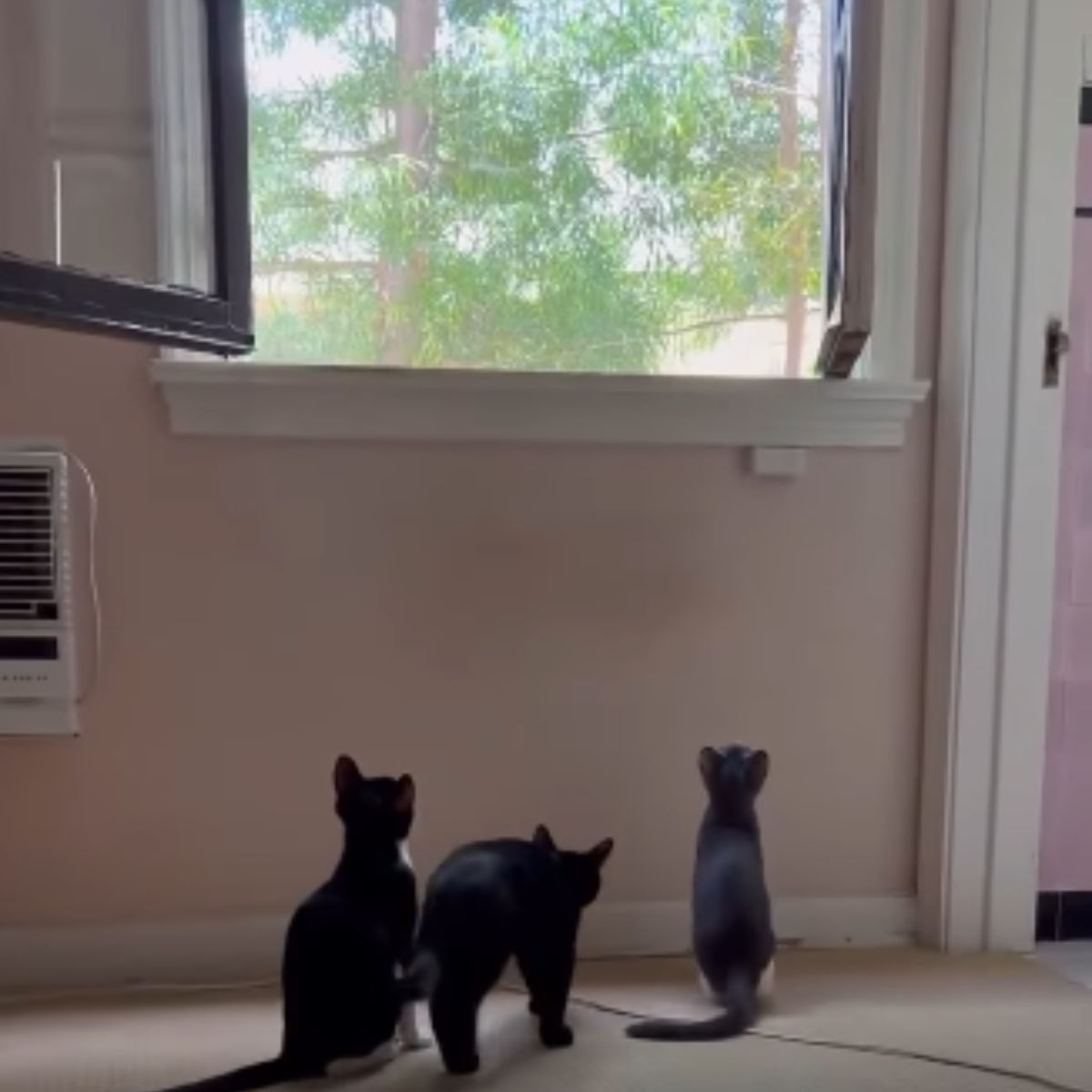 kittens under the window