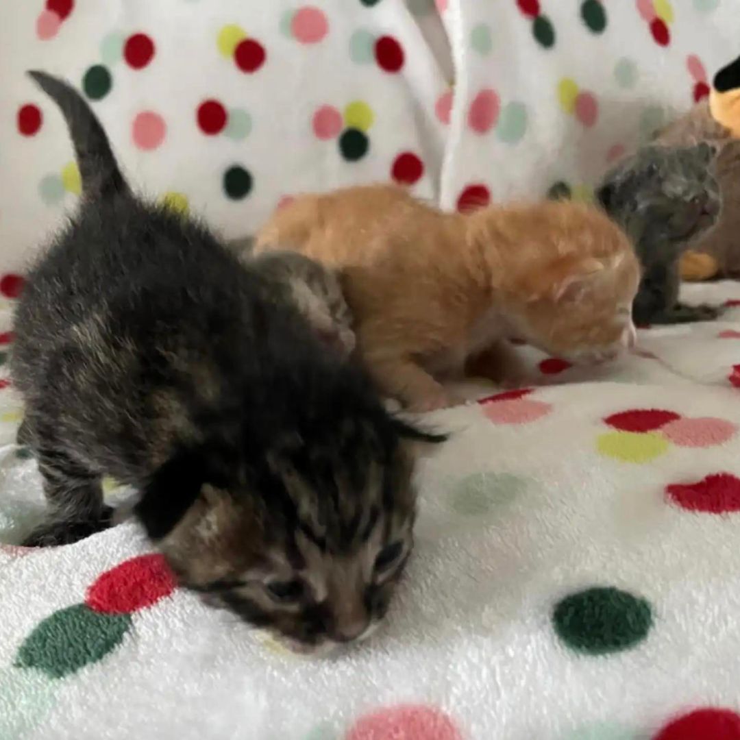 kittens walking