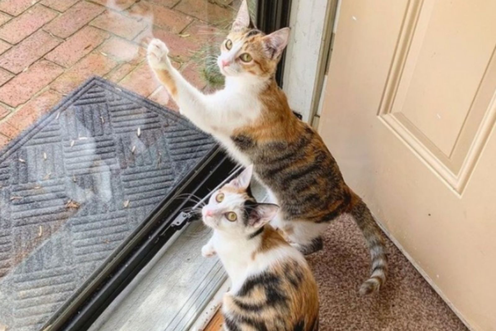 kittens want to go outside