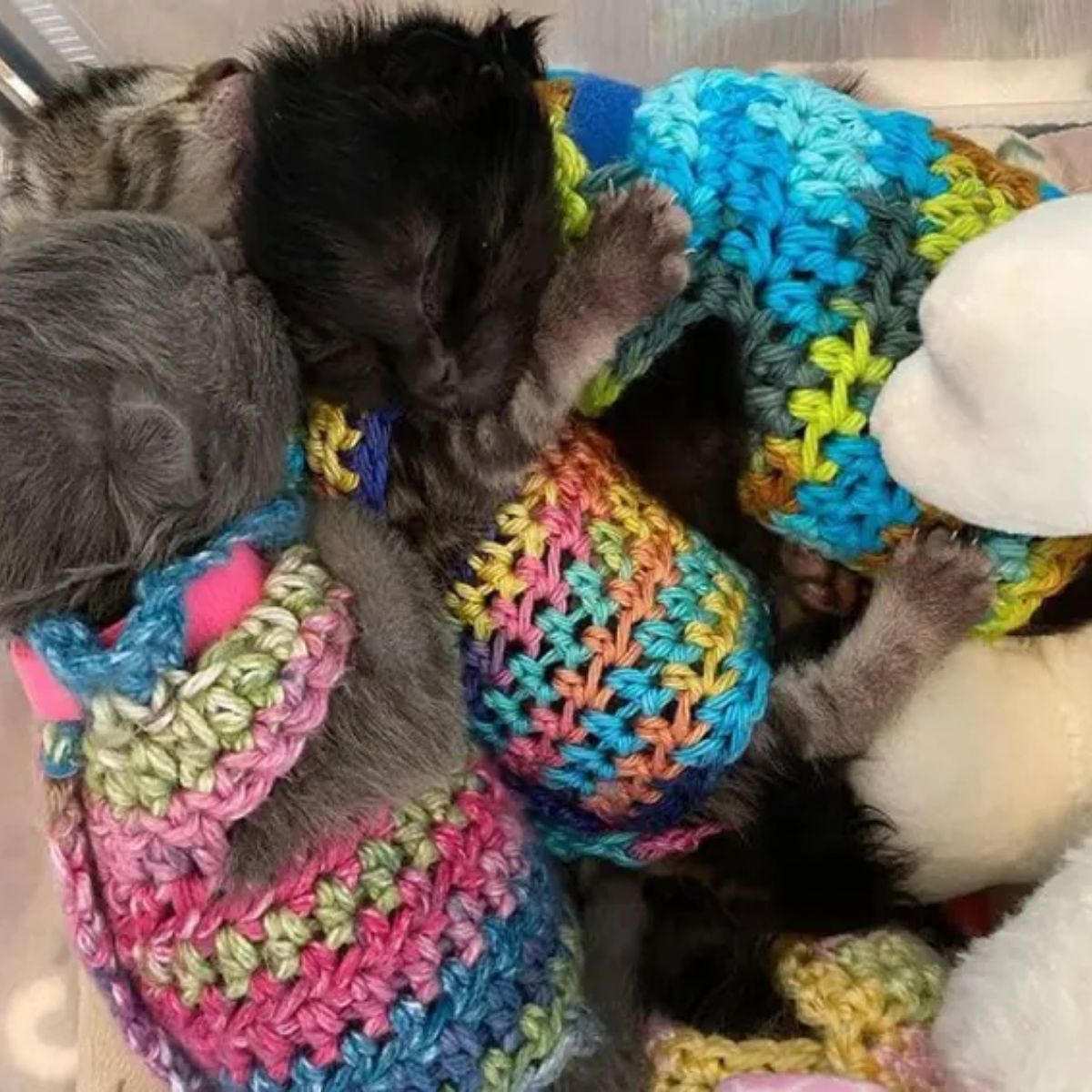 kittens wearing colorful knitwear