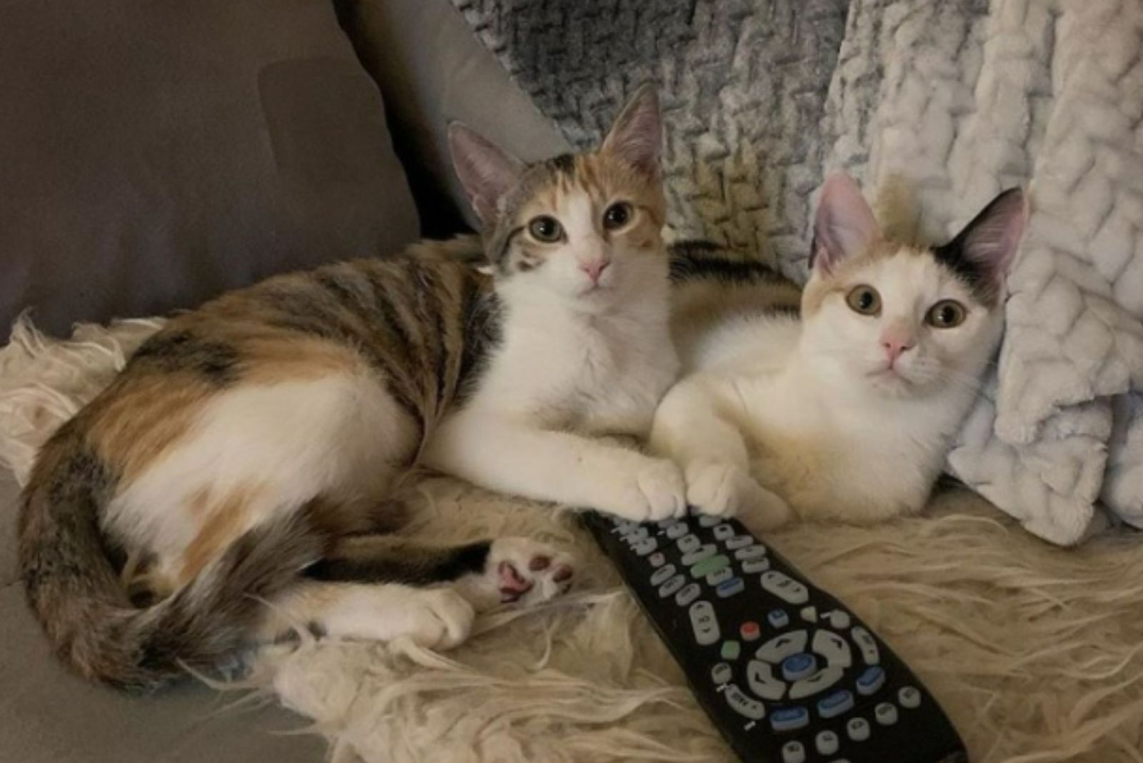kitties enjoy it