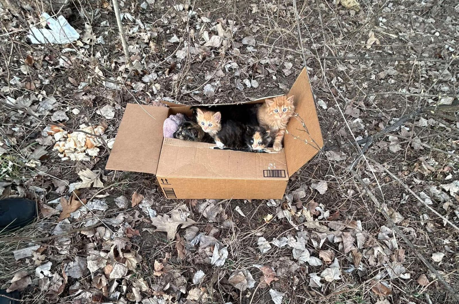 kitties in a box