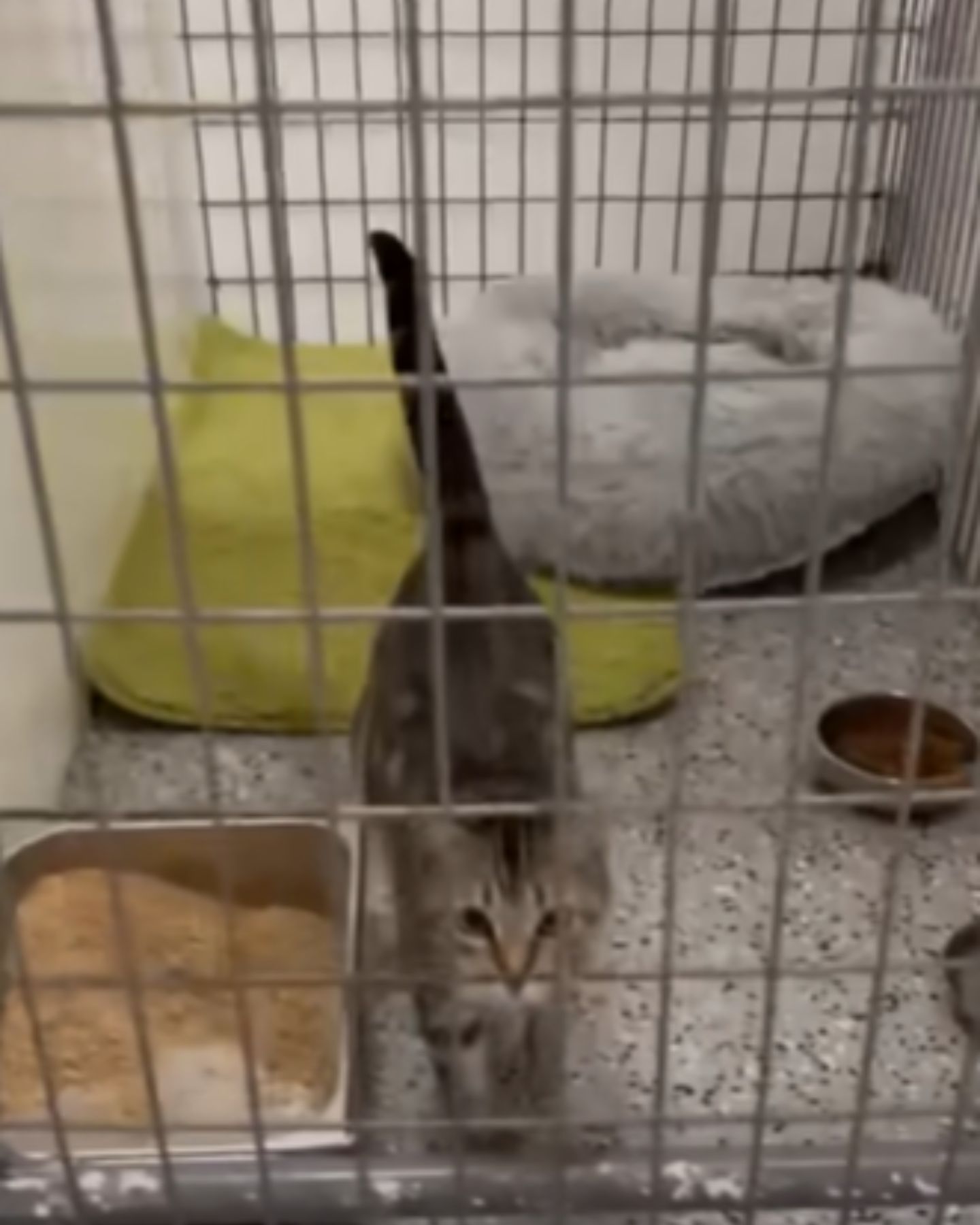 lab cat