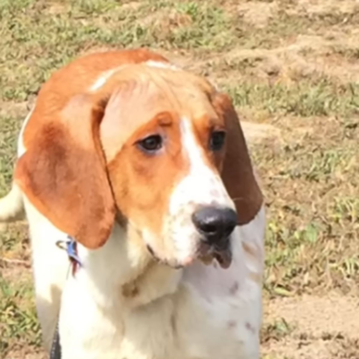 lab test dog