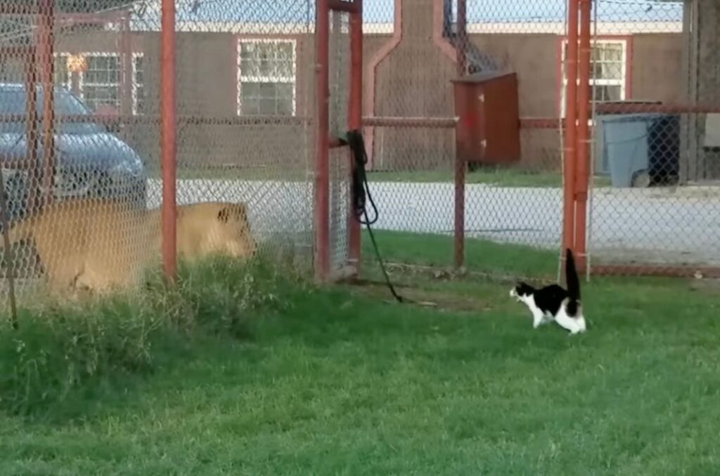 lioness and a cat