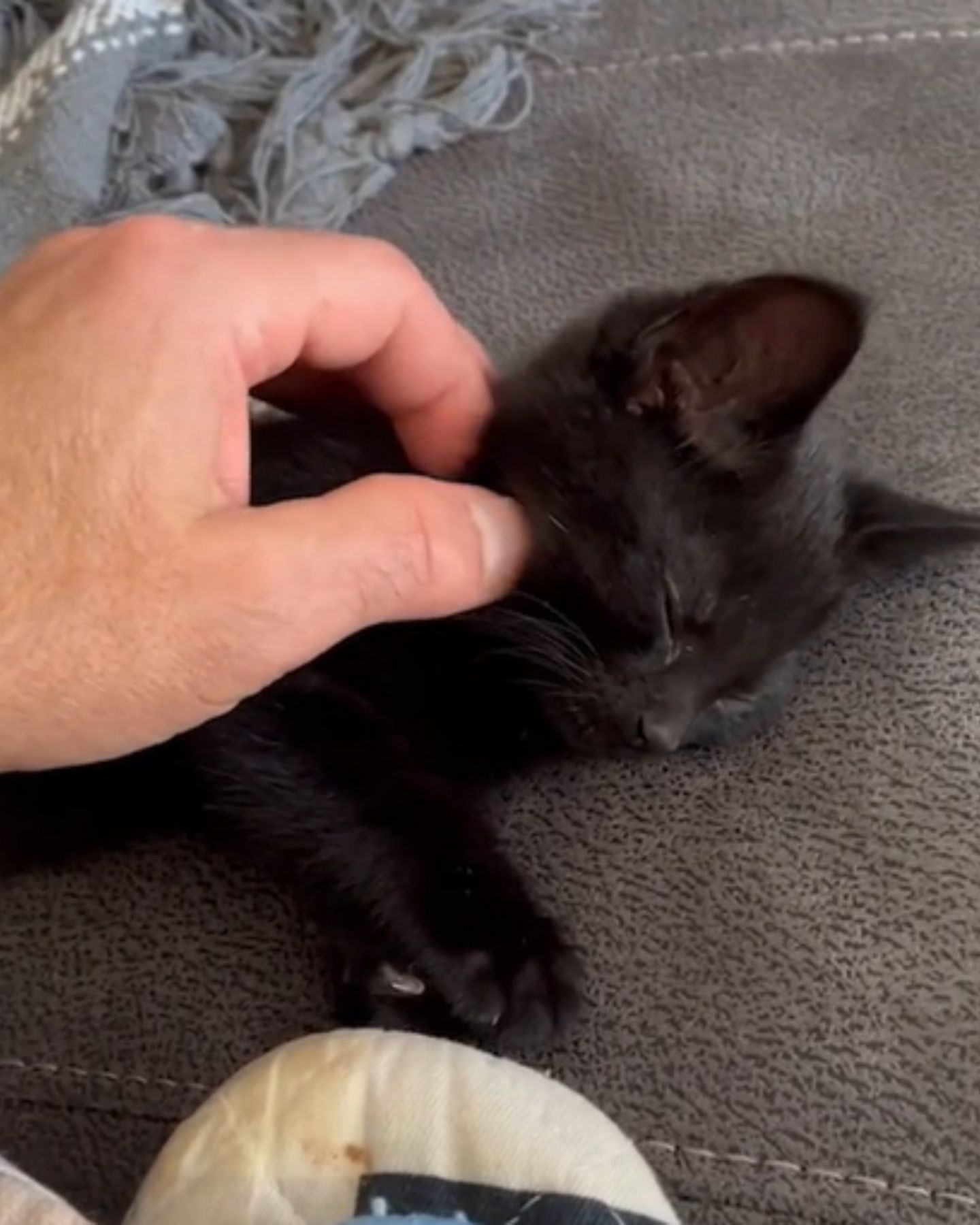 little black kitten is cuddling