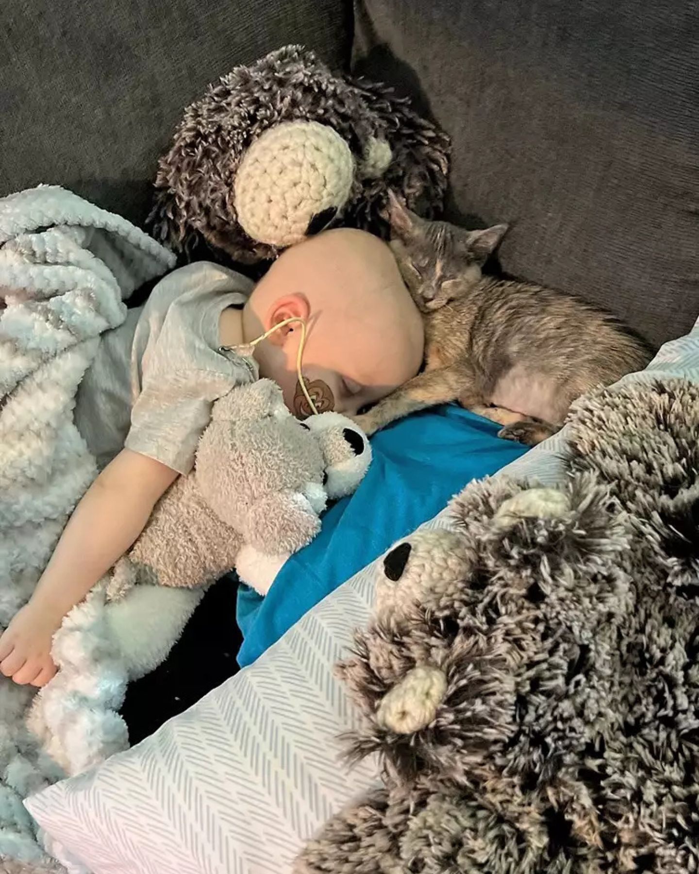 little boy and kitten sleeping