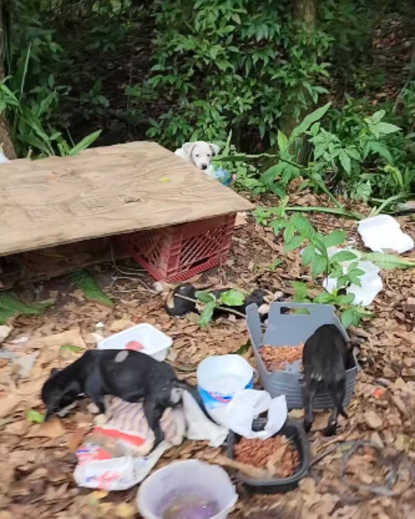 little dogs by the side of the road