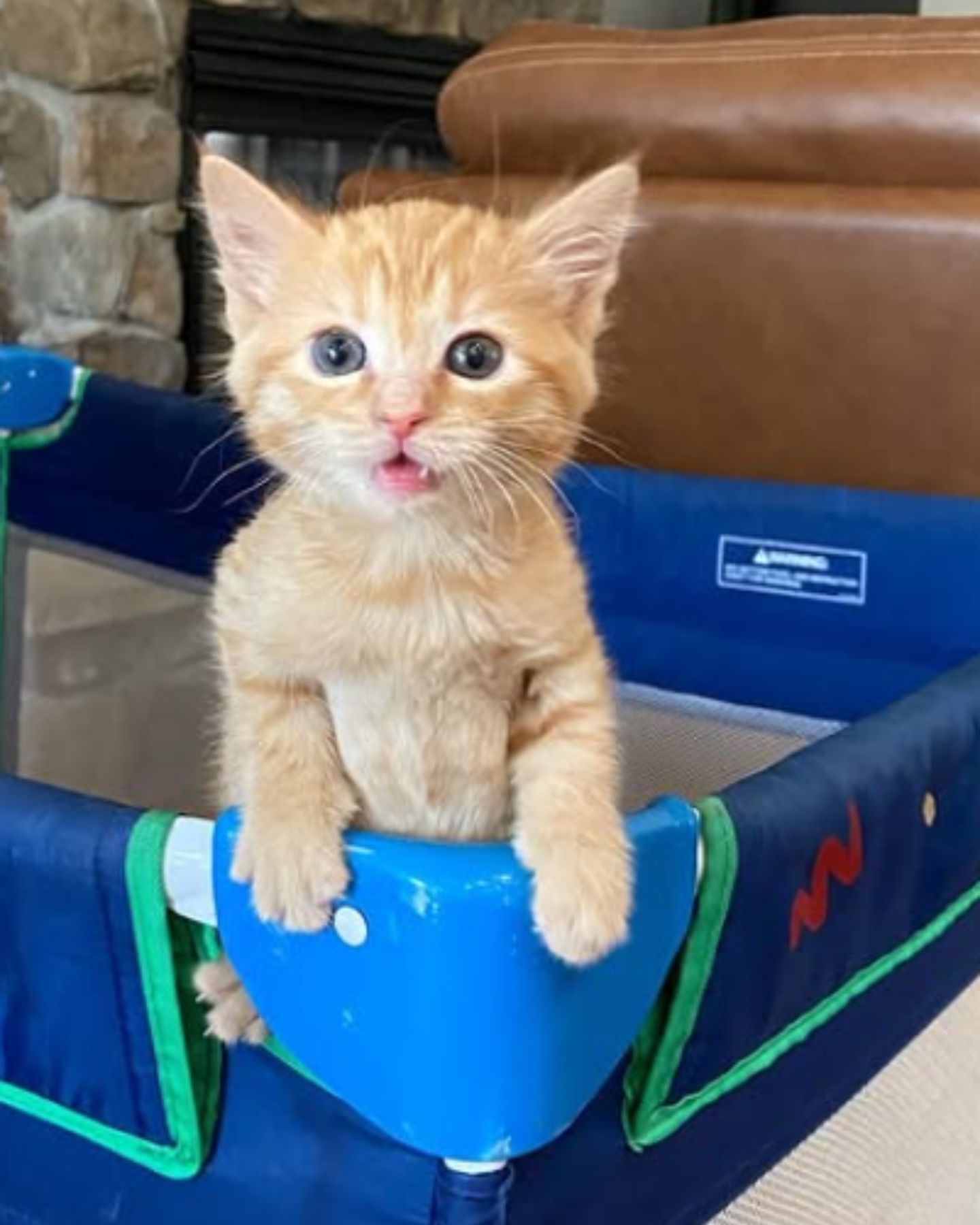 little ginger kitten