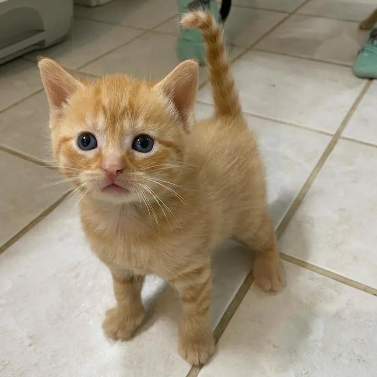 little ginger kitten