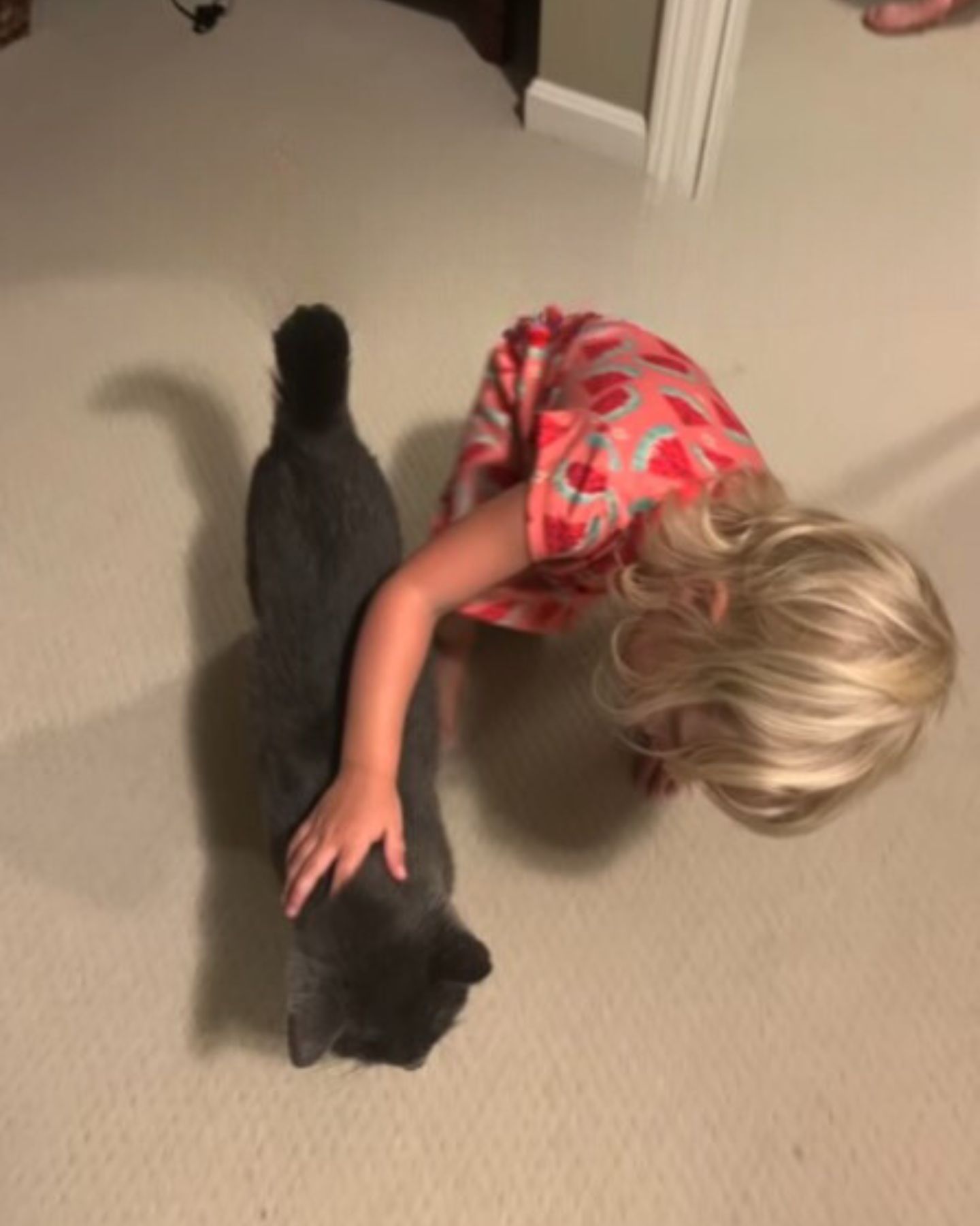 little girl petting gray cat