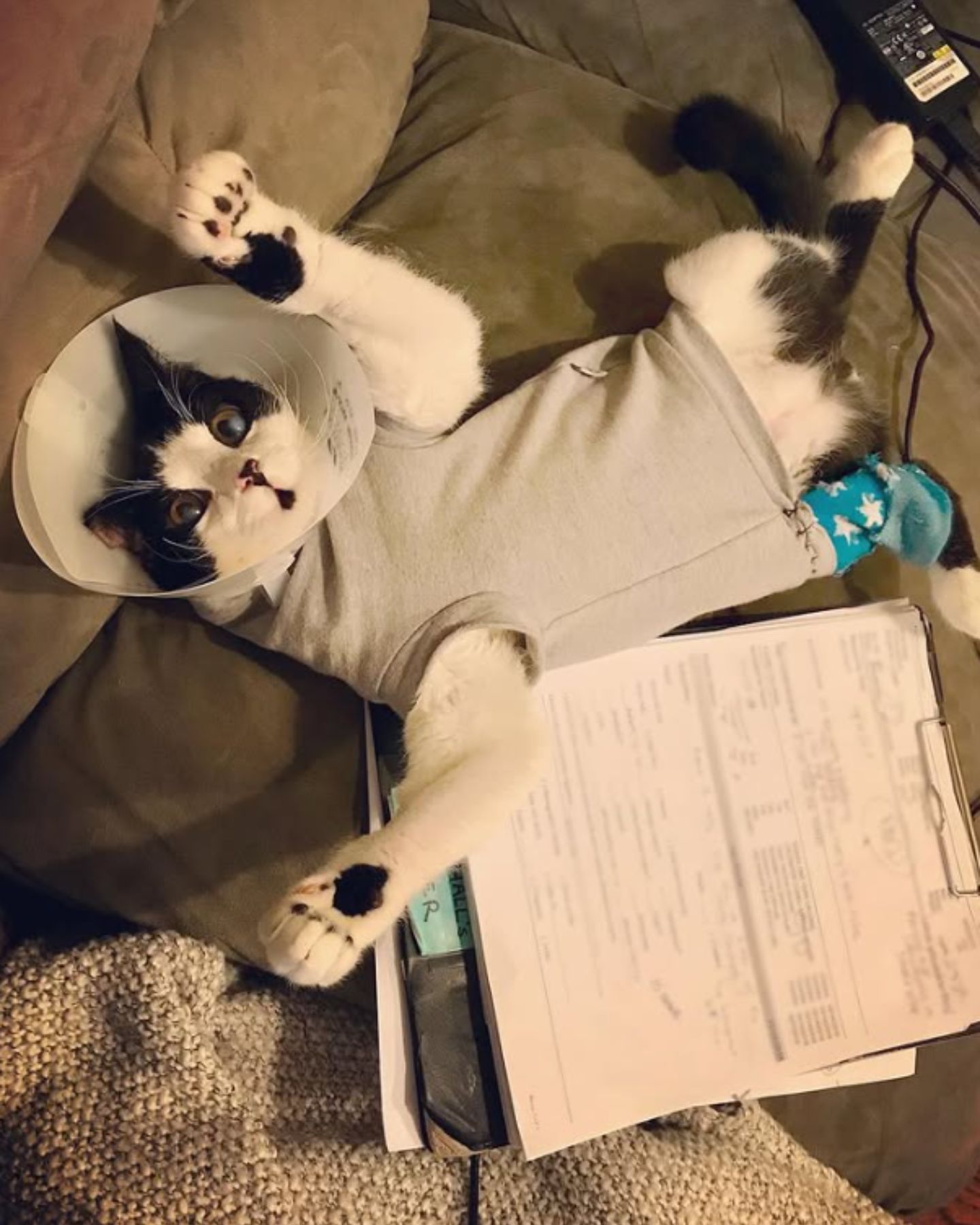 little kitten is lying on its back with a collar and is recovering
