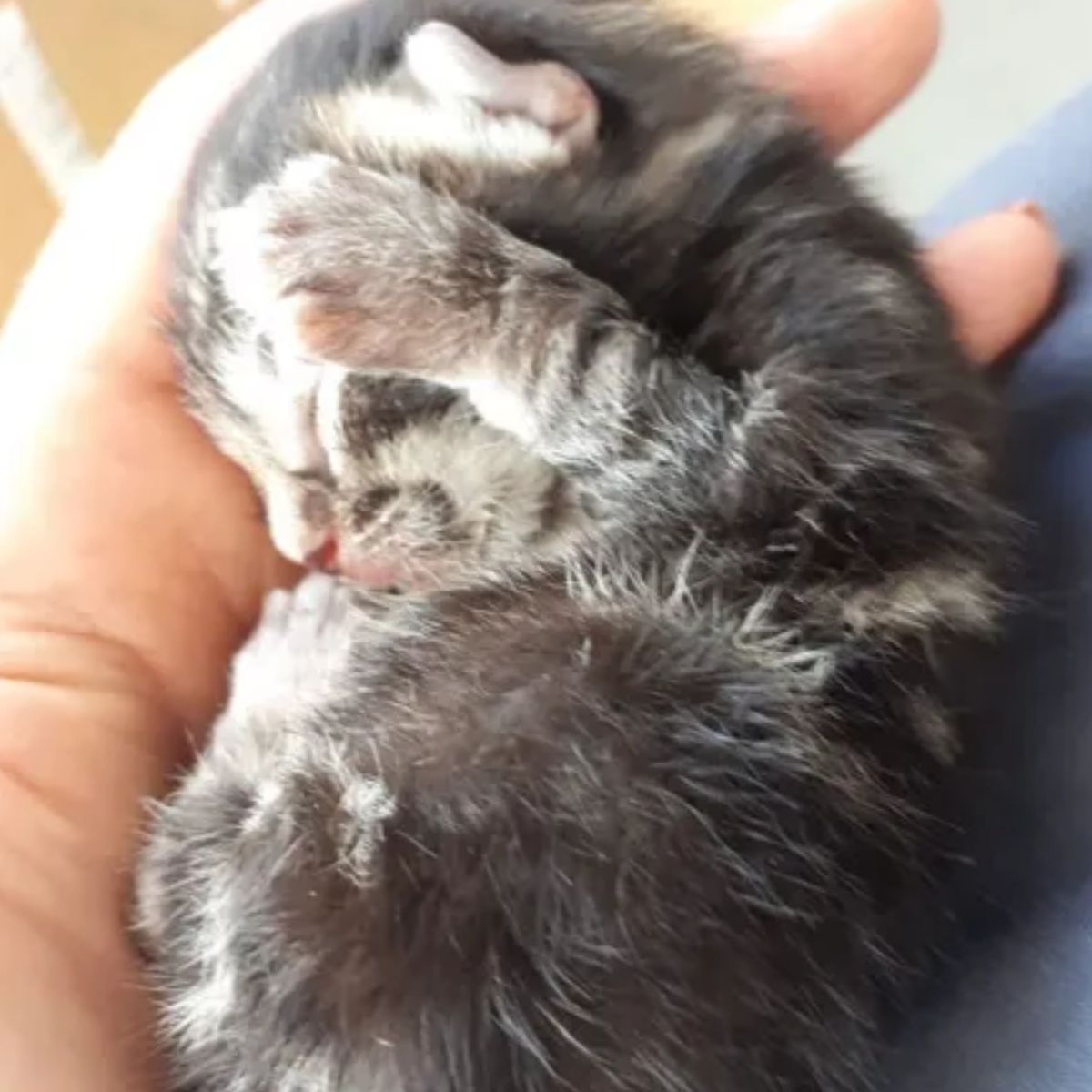 little kitten shrunk