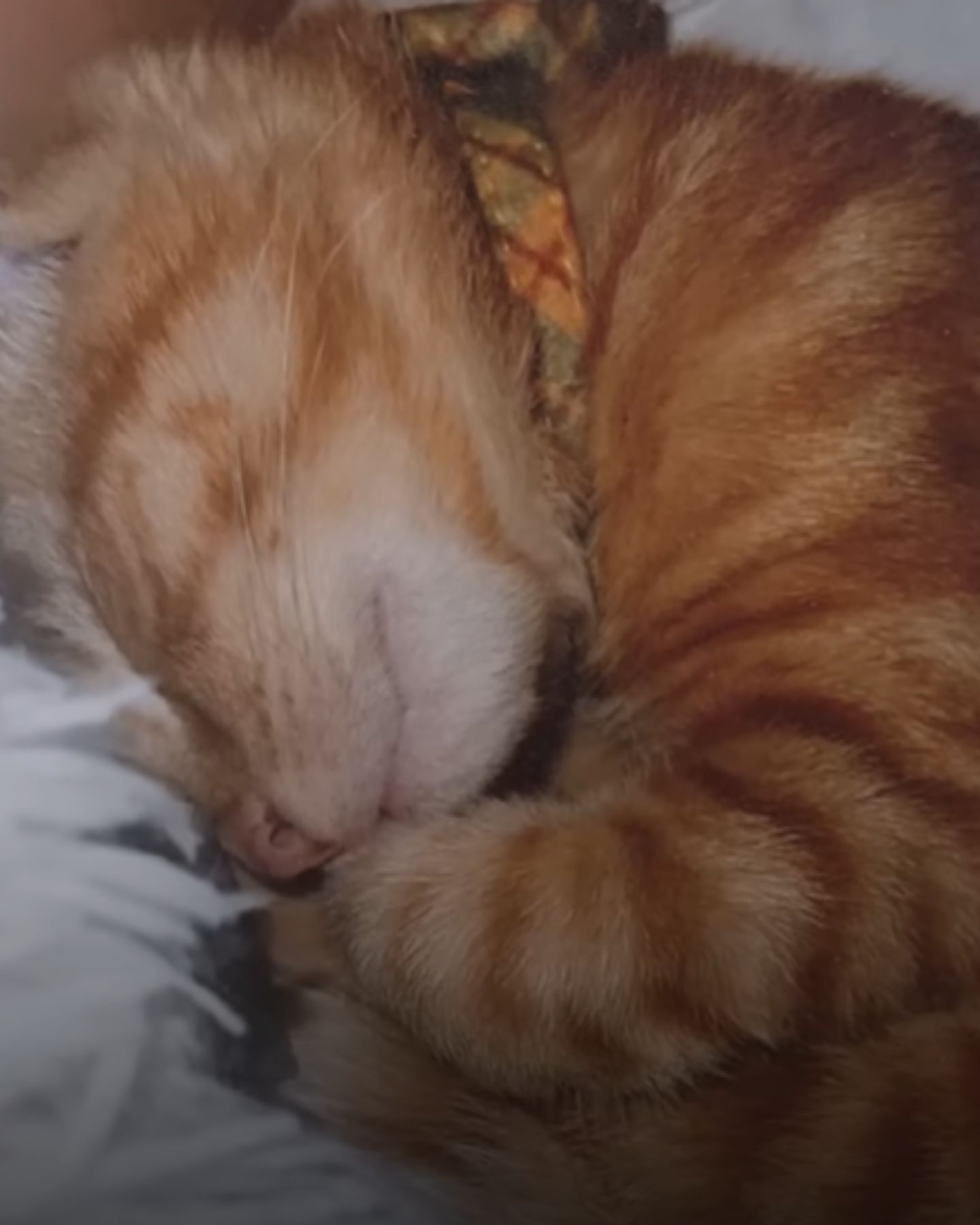little kitten sleeping peacefully