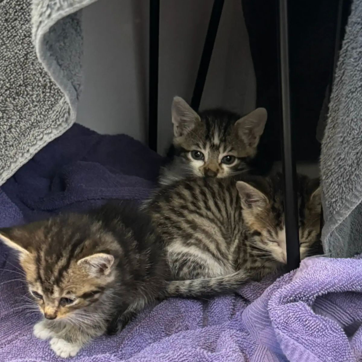 little kittens calm in a towel