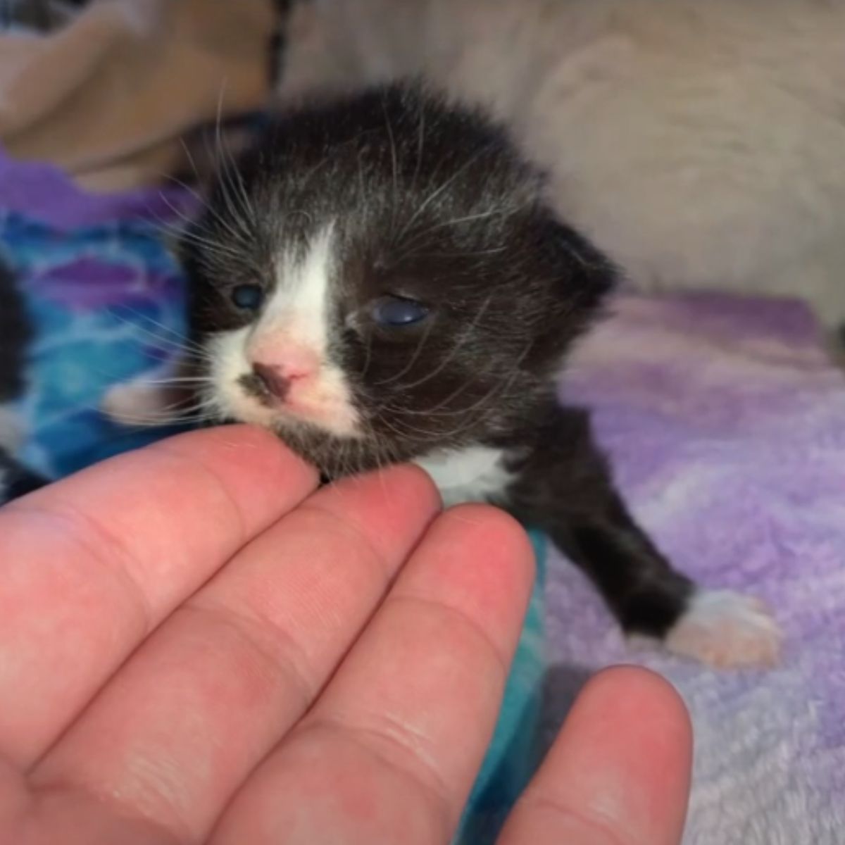 little kittens standing on one leg