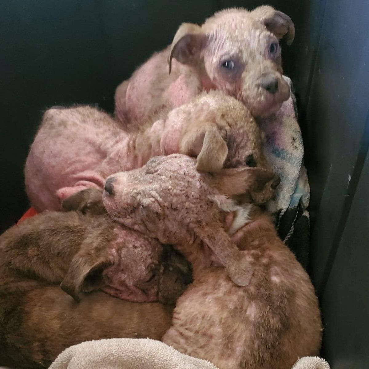 little rescued dogs