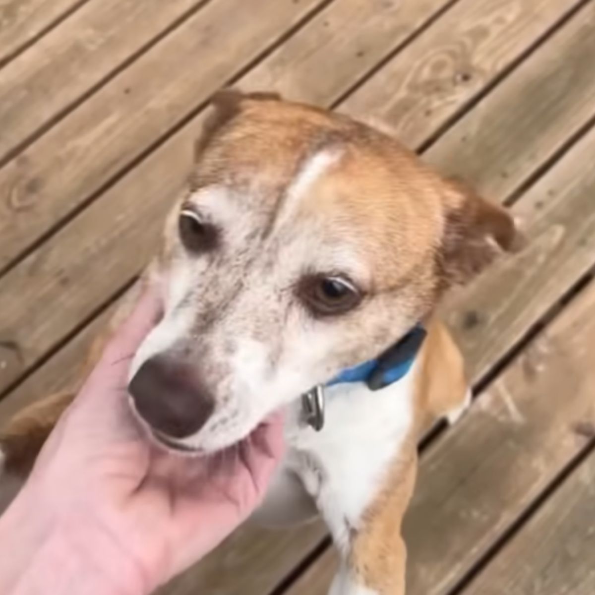 lost dog