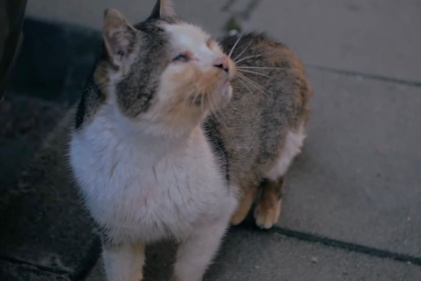 malnourished cat