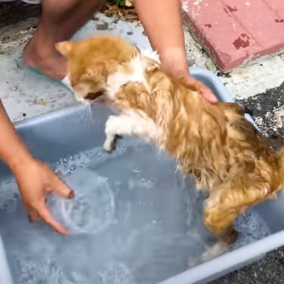 malnourished cat getting a bath