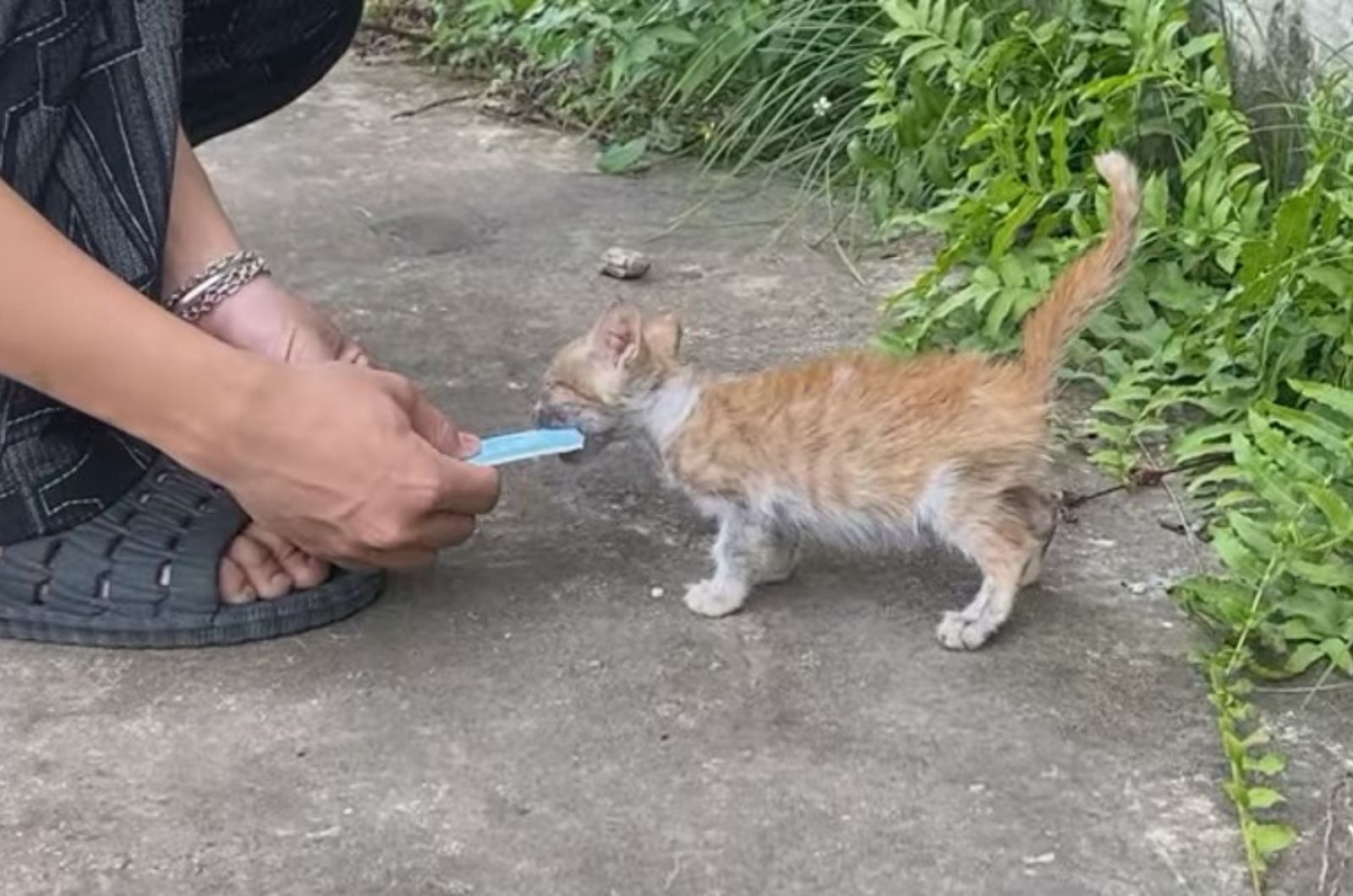 malnourished kitten eating