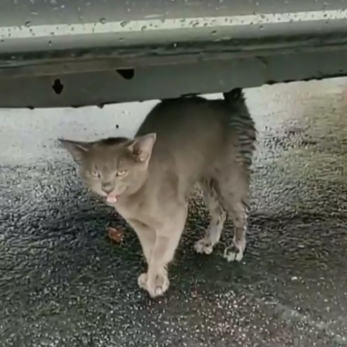 malnourished kitten