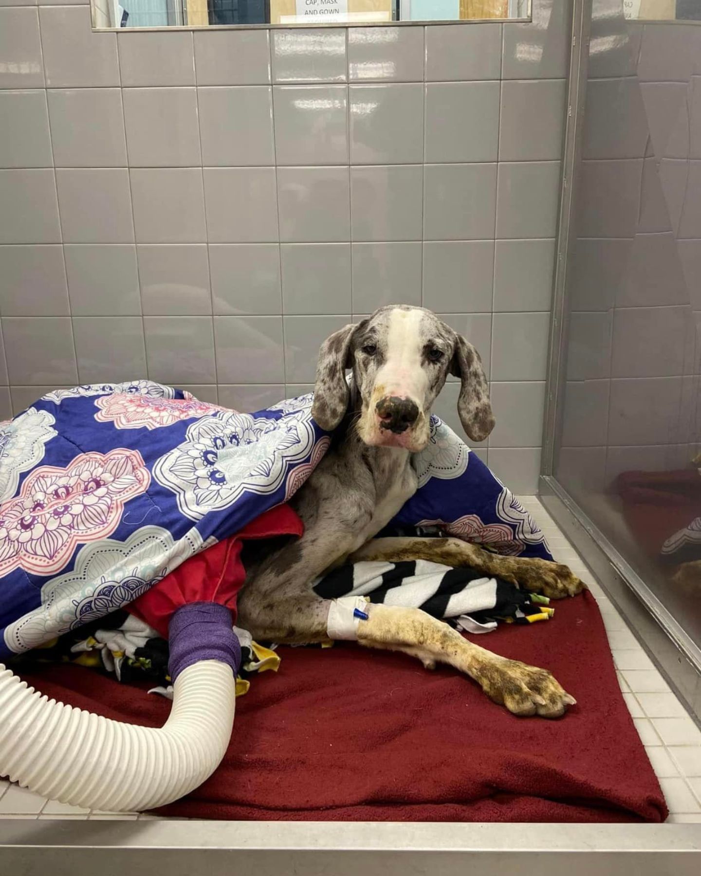 malnourished puppy lying