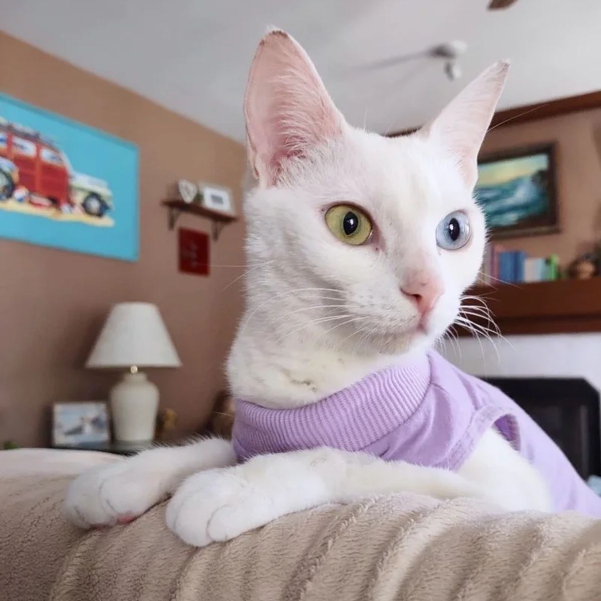 mama cat