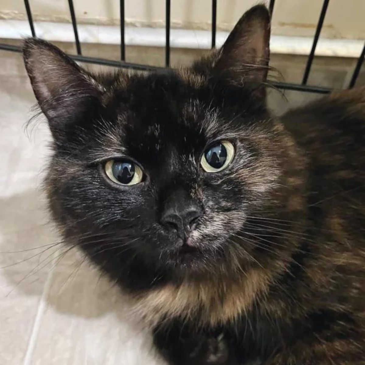 mama cat