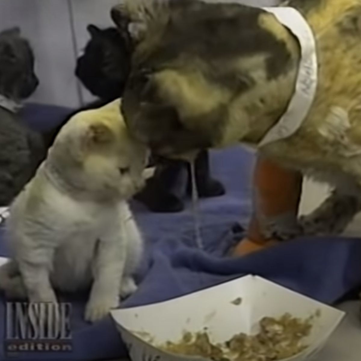 mama cat and a kitten