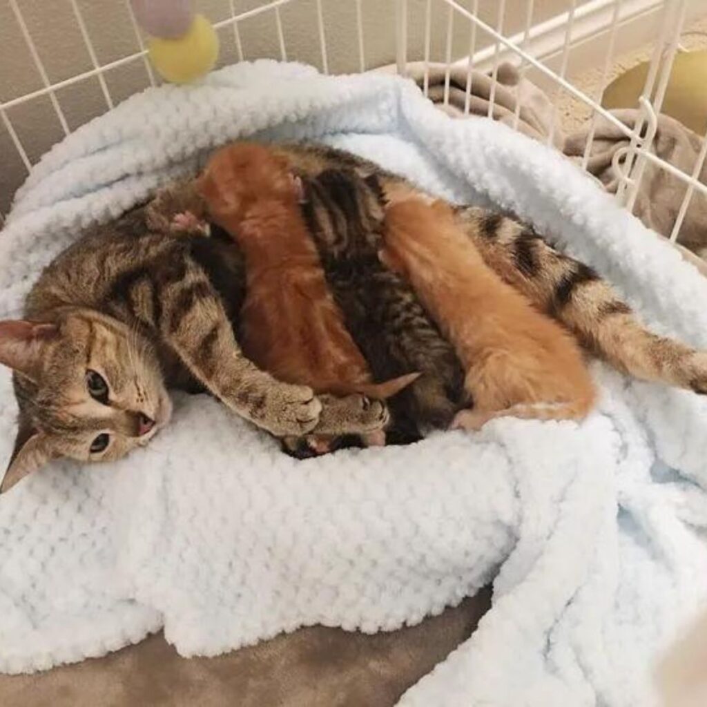mama cat and her kittens