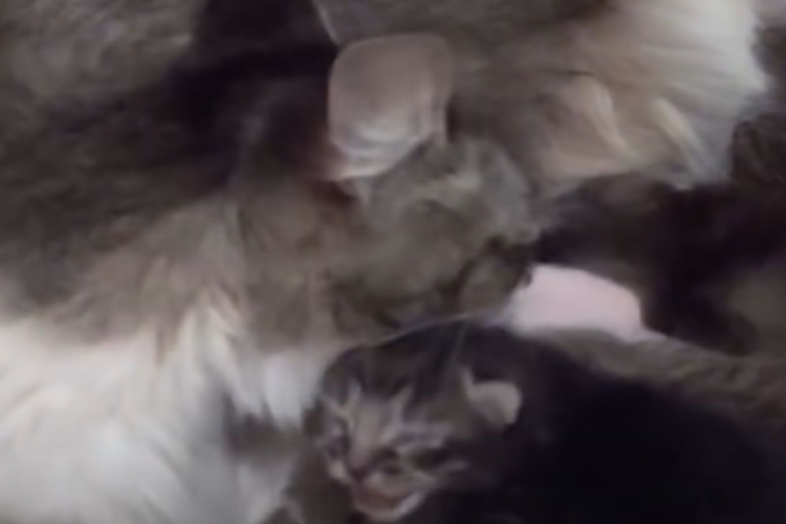 mama cat and kitten