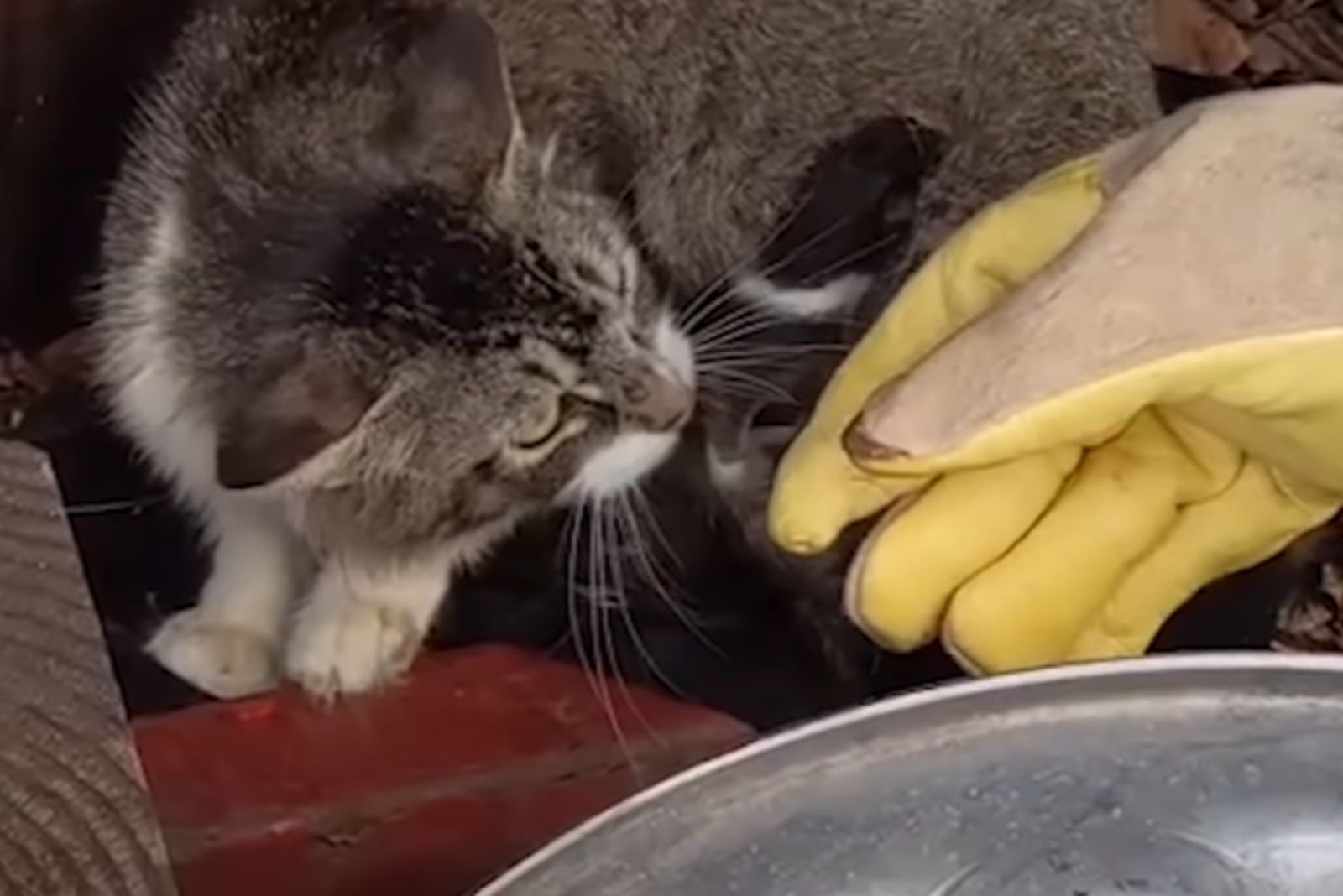 mama cat and orphaned kitten