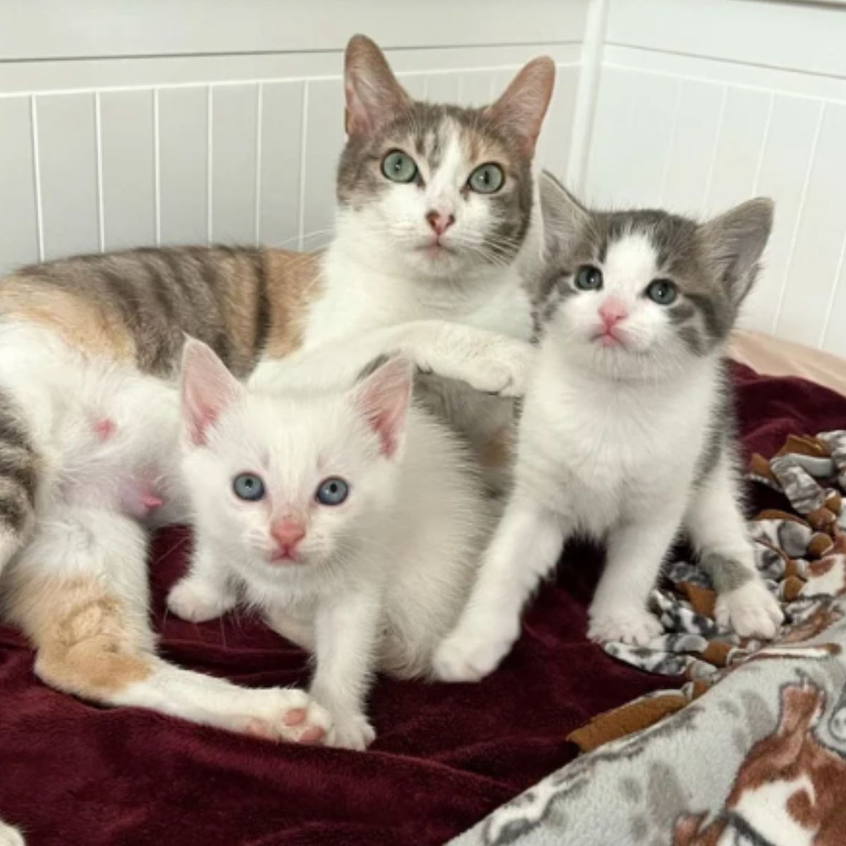 mama cat and two kittens