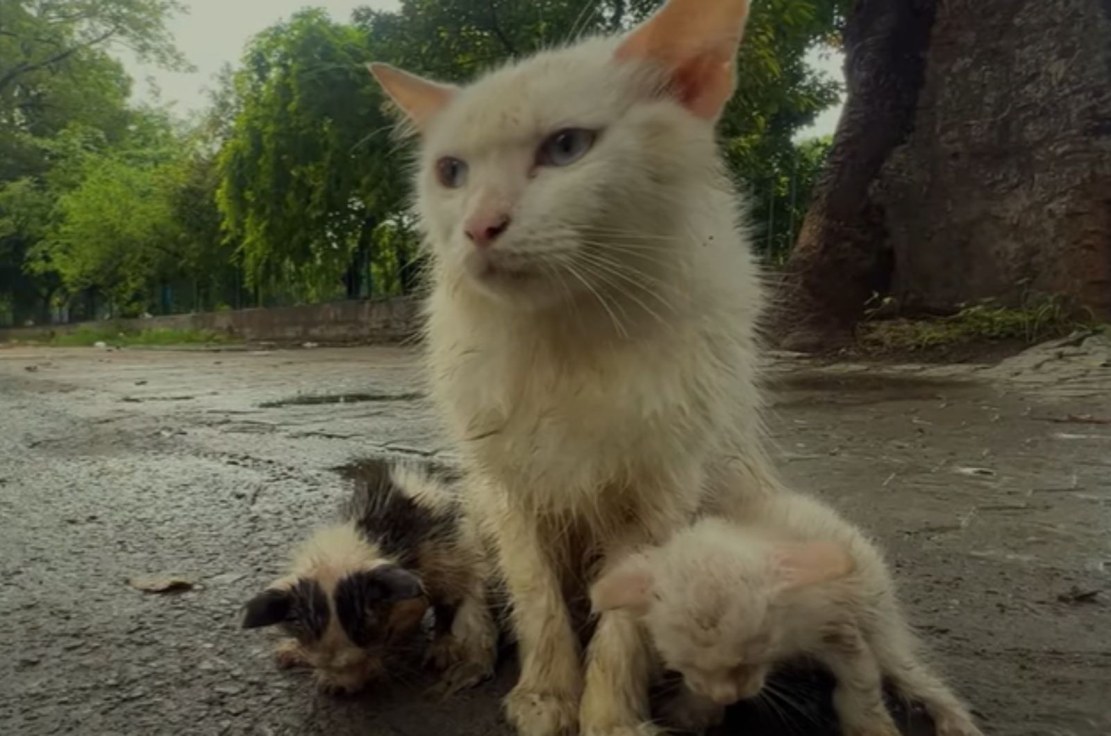 mama cat with her kittens