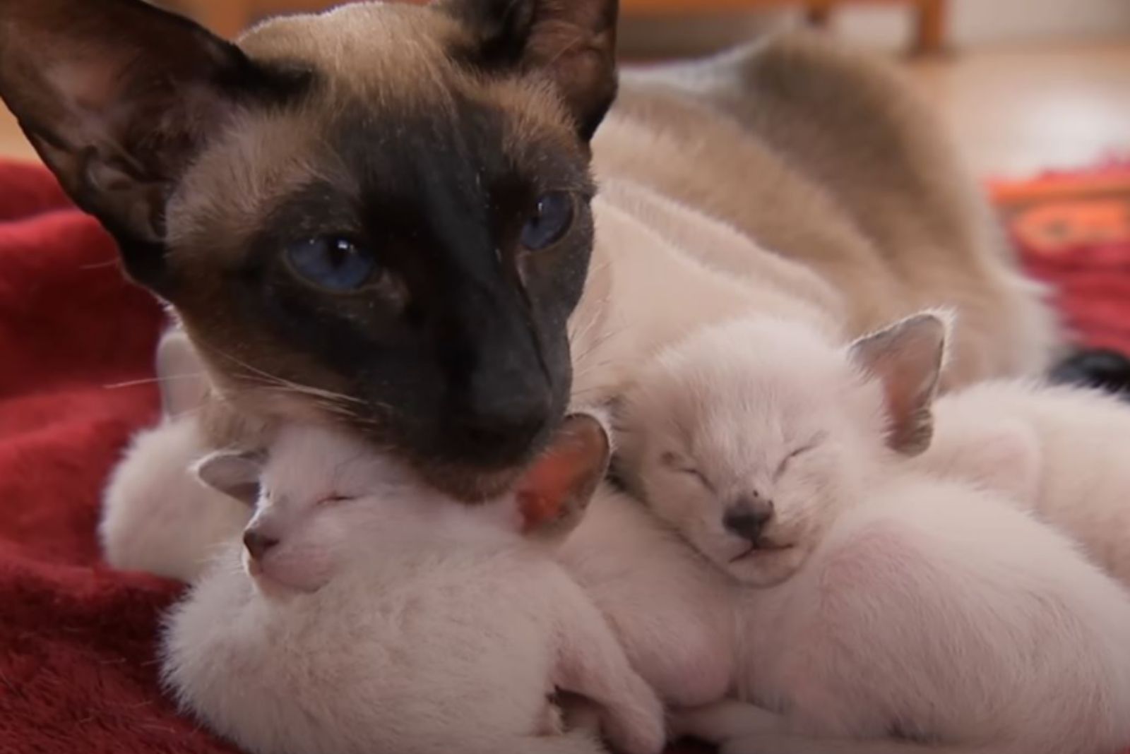 mama cat with kittens