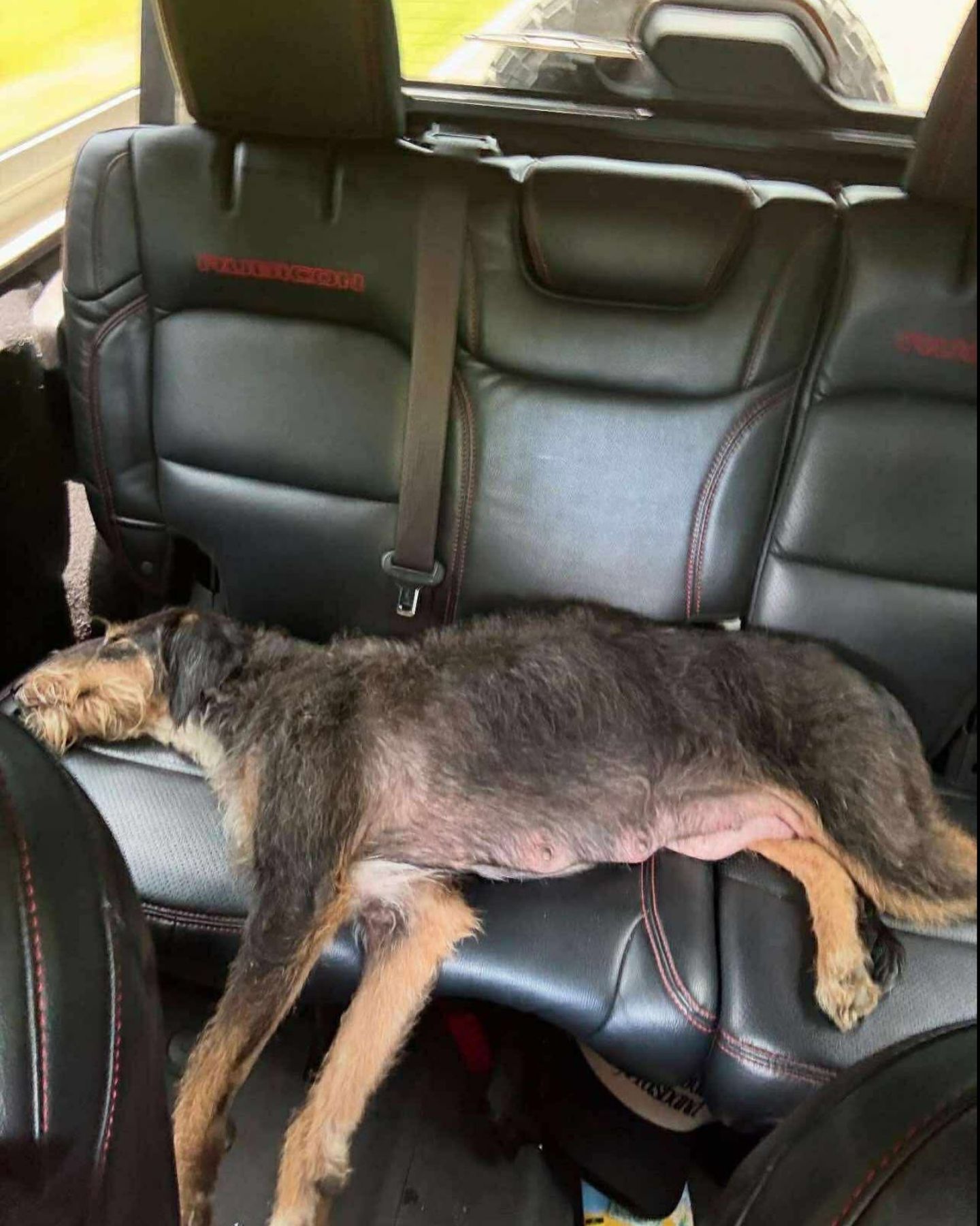 mama dog lying in the car