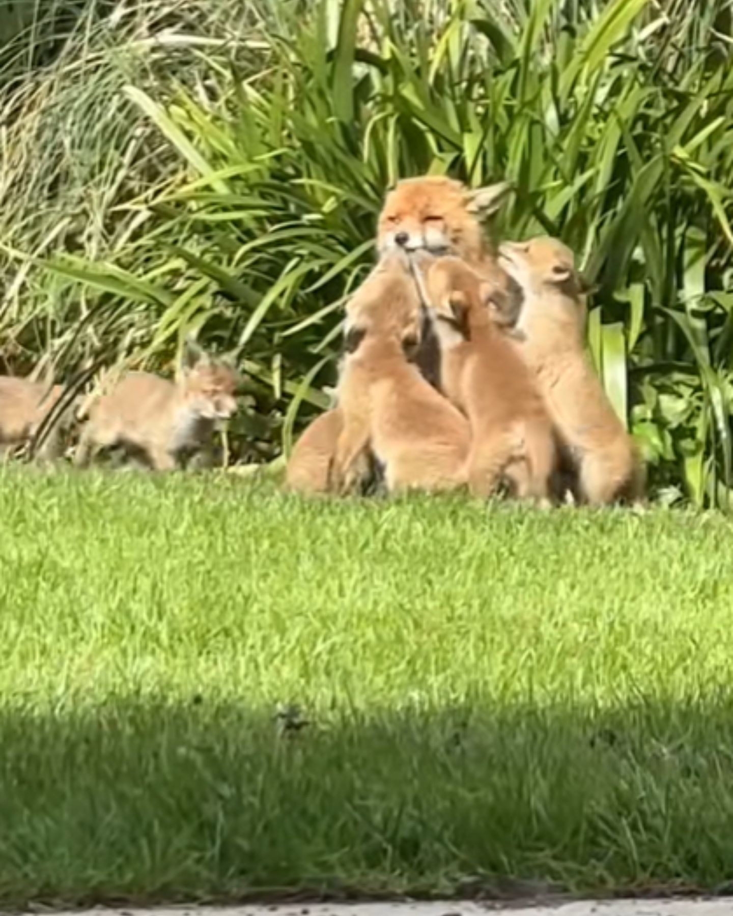 mama fox with babies