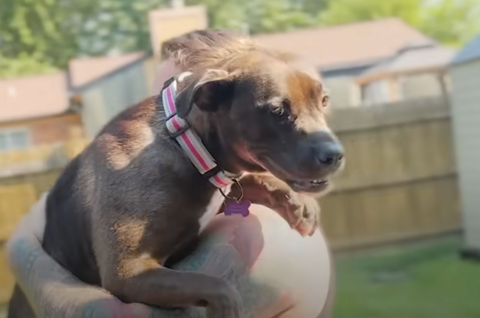 man carrying the dog