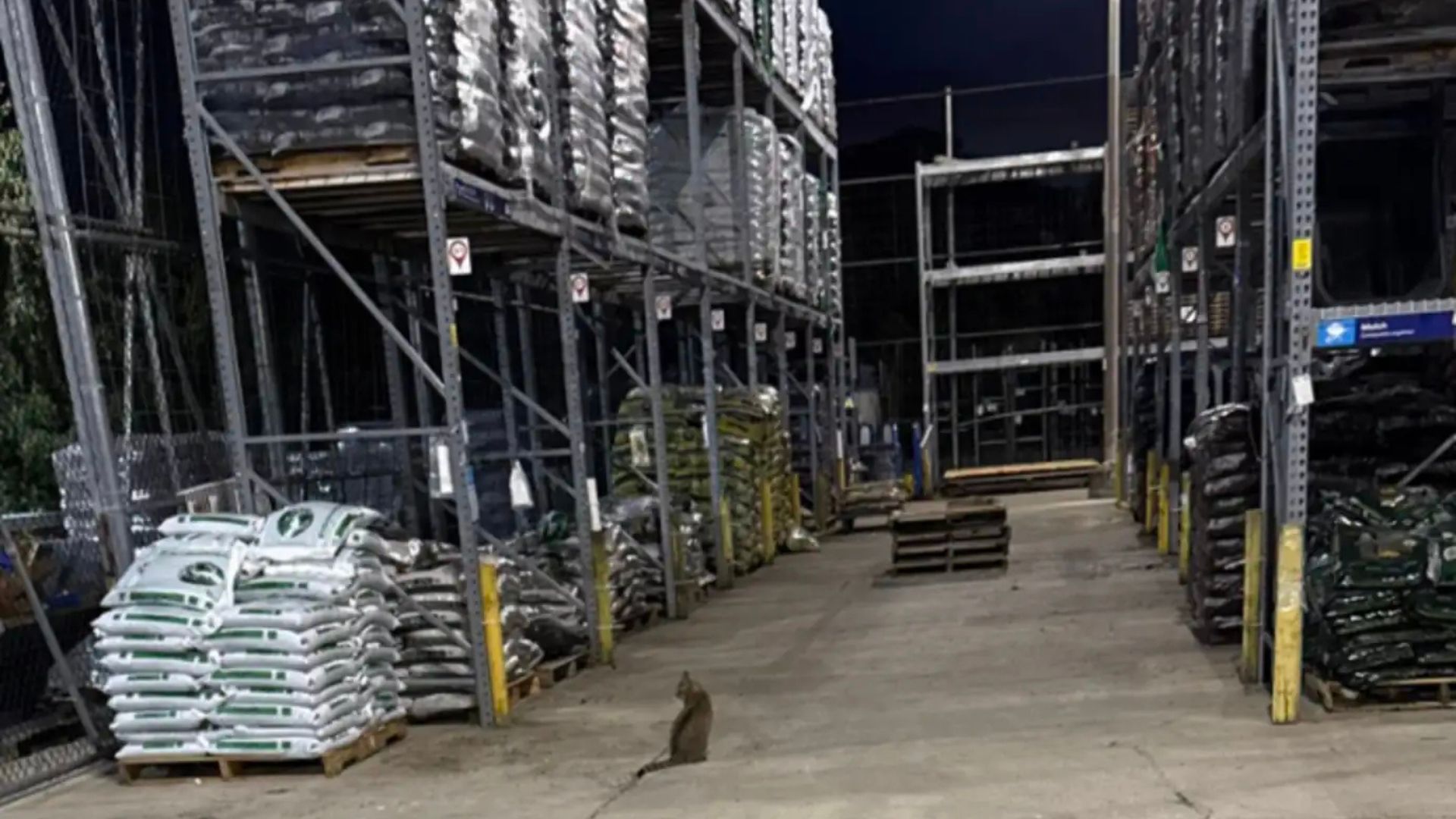 man finds cat at lowes