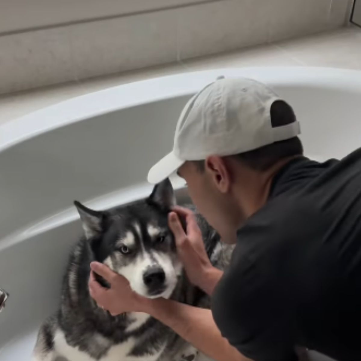 man finds husky in bathtub