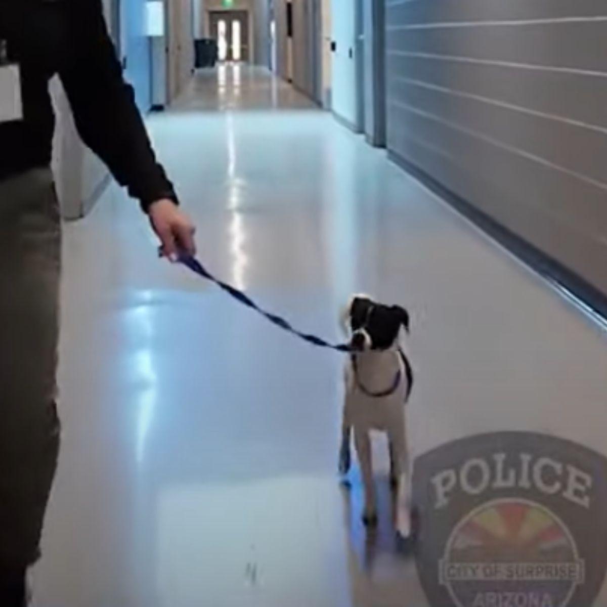 man leads abandoned dog on leash
