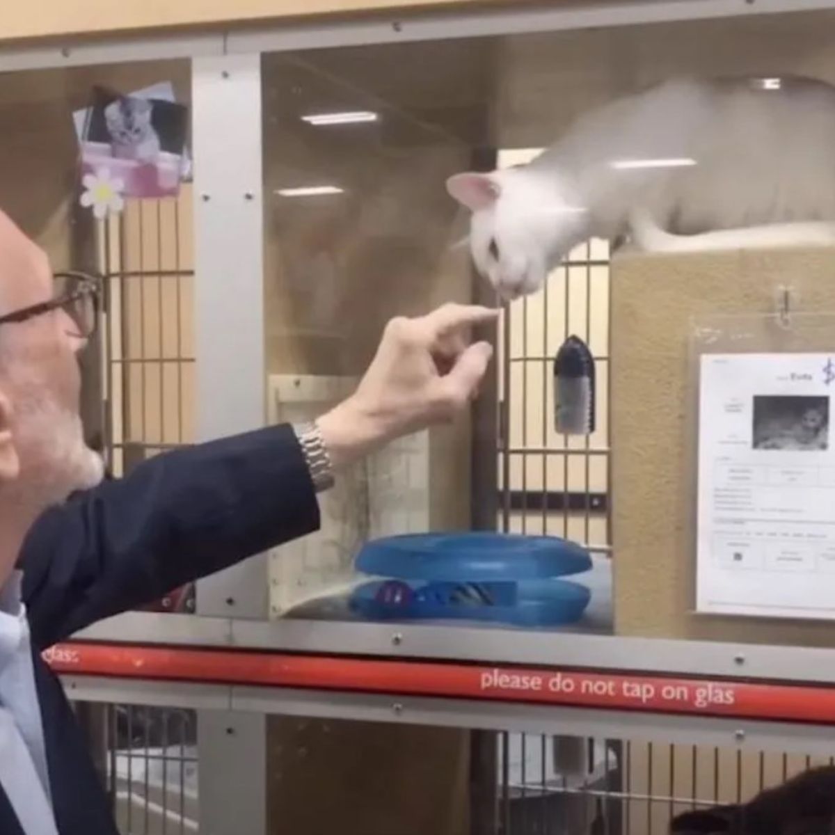 man looking at a rescue cat