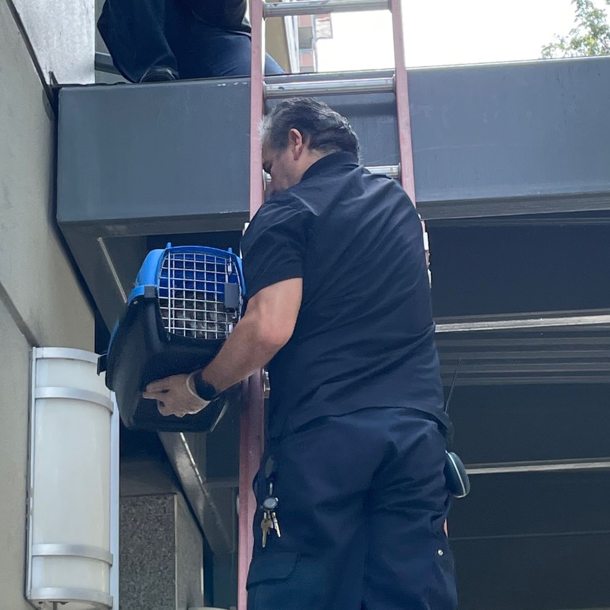 man on the ladder