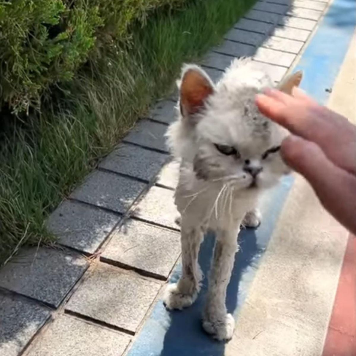 man petting cat