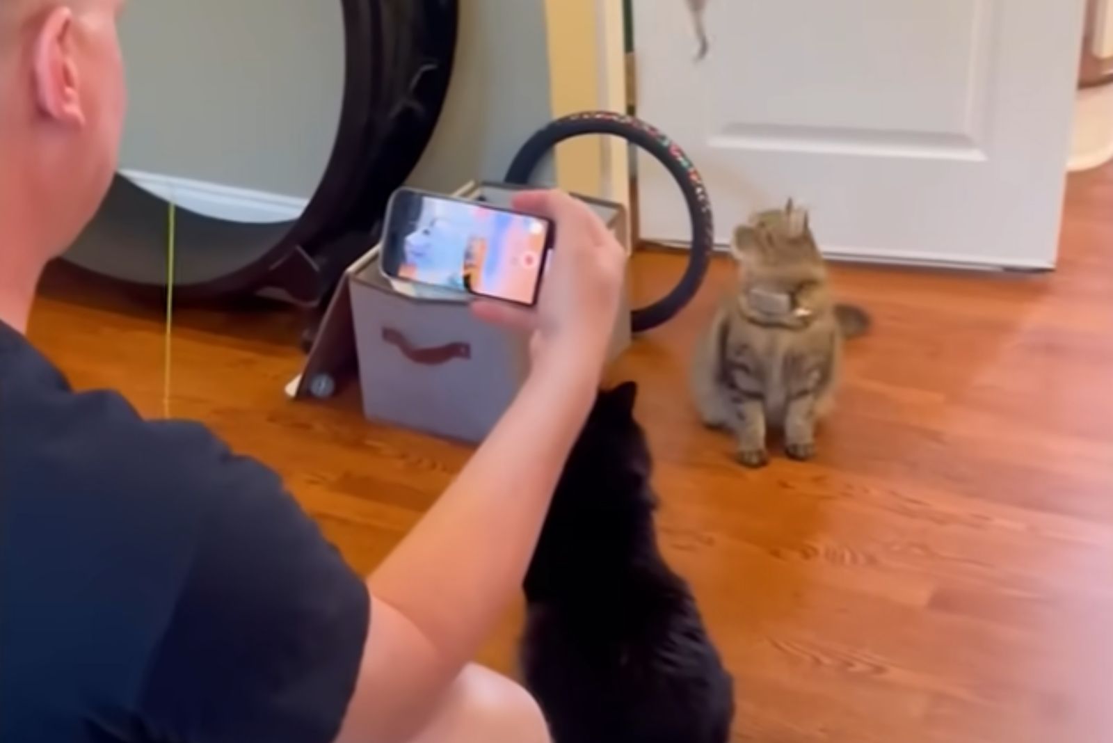 man taking a photo of cat