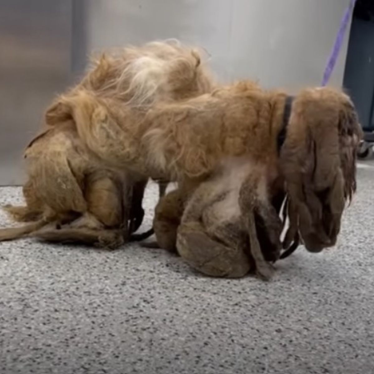 matted animal
